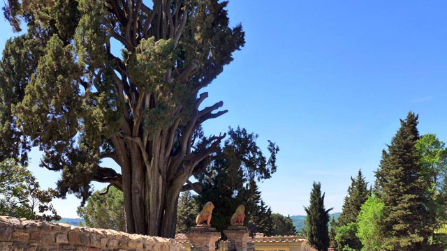 Un cyprès plus que centenaire près de Villa le Barone dans le Chianti 