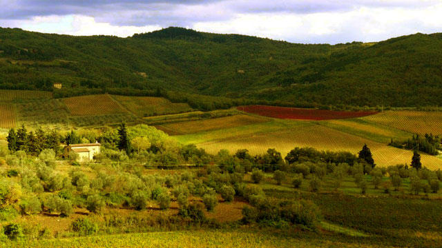 Paysage du Chianti avec le cépage  "canaiolo" vu de  Villa le Barone 