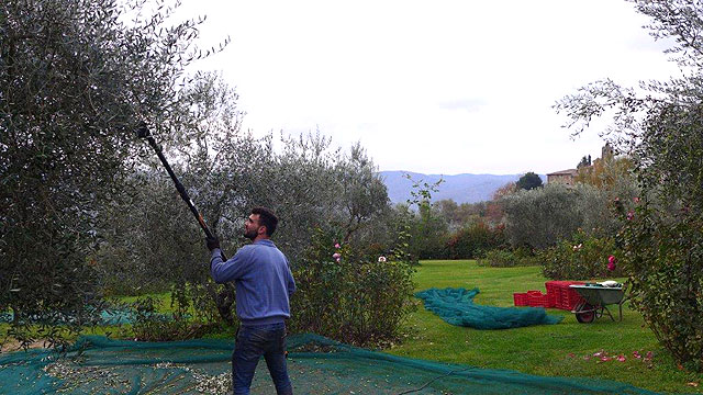Récolte des olives à Villa le Barone dans le Chianti 