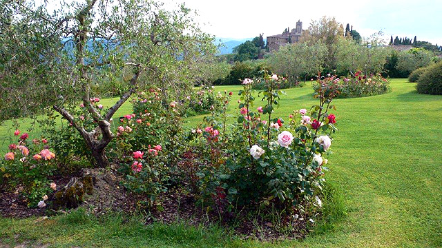 Roses dans les Jardins de Villa le Barone en Toscane 