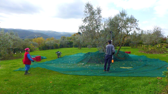 Récolte des olives à Villa le Barone dans le Chianti 